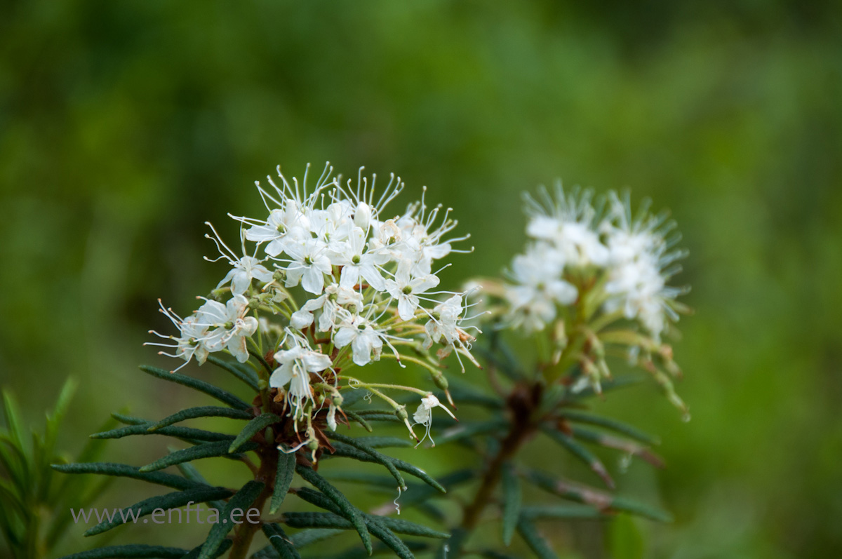 Marsh Labrador tea - Sookail (Rhododendron tomentosum)